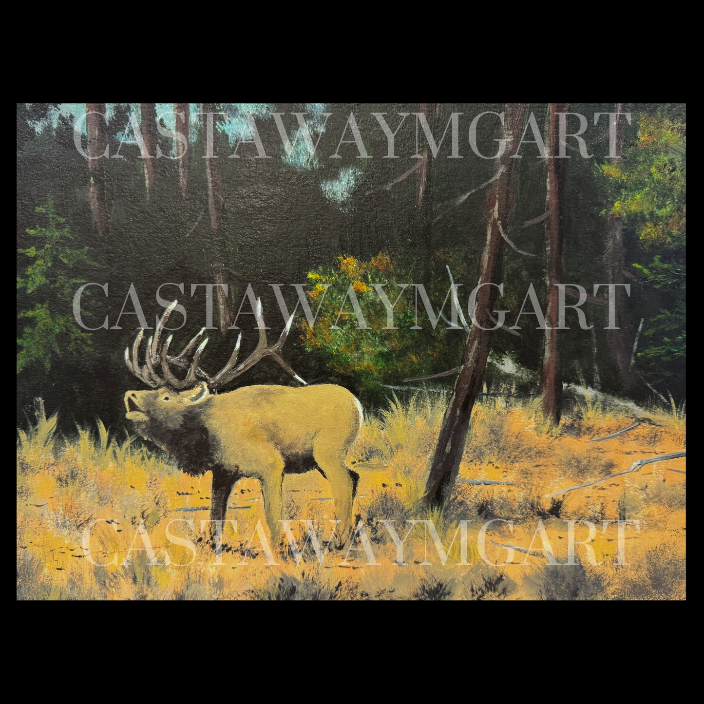Bull Elk