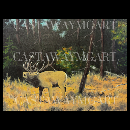 Bull Elk
